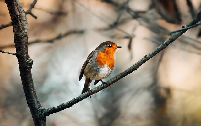 birds, birdwatching, nature, wildlife, binoculars, photography