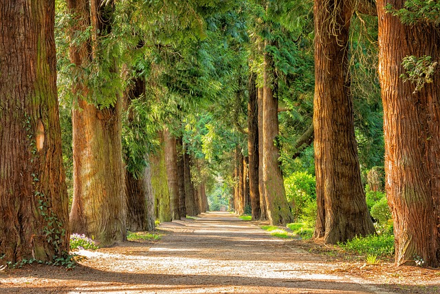 Parks, Gardens, Nature, Flowers, Trees, Greenery