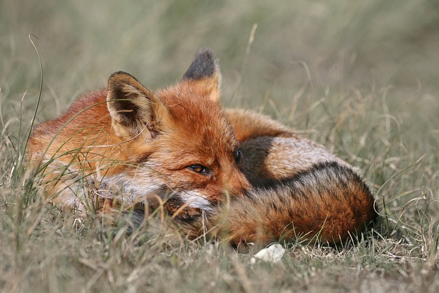 photography, nature, landscape, urban, wildlife, scenic
