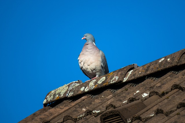roofline,roof,shingle roof,tile roof,