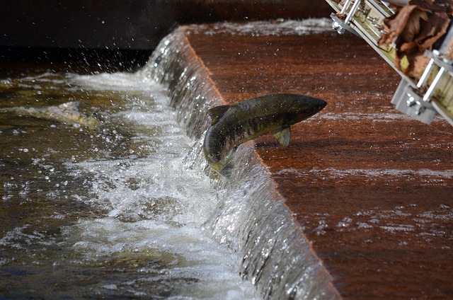 Salmon, fishing, Lane, river, nature, outdoors