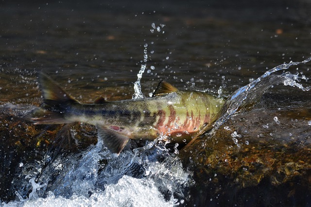 Salmon, fishing, Lane, river, nature, outdoors