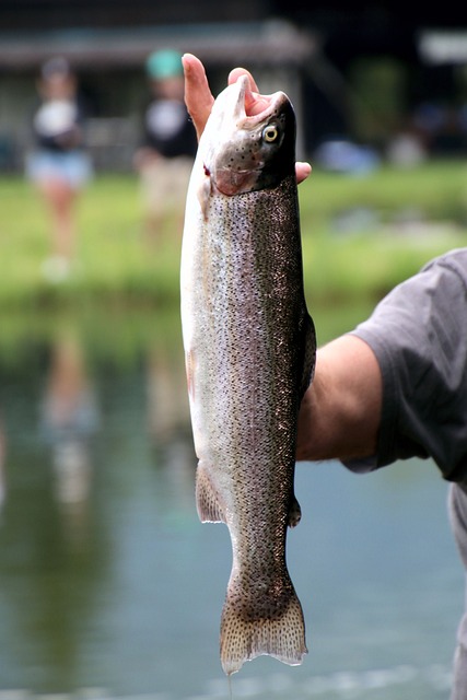 Willamette, fishing, river, trout, nature, conservation