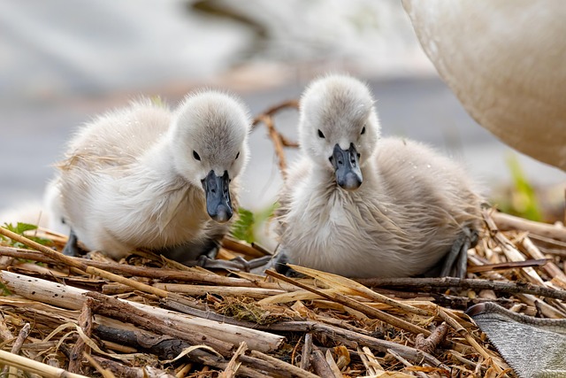 birds, nature, binoculars, wildlife, observation, outdoors