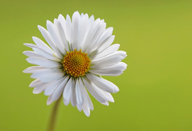 parks, gardens, nature, trails, flowers, picnic
