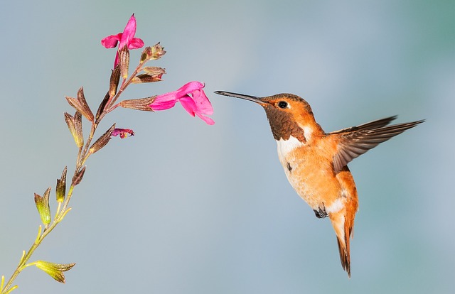 photography, nature, landscape, urban, wildlife, scenic