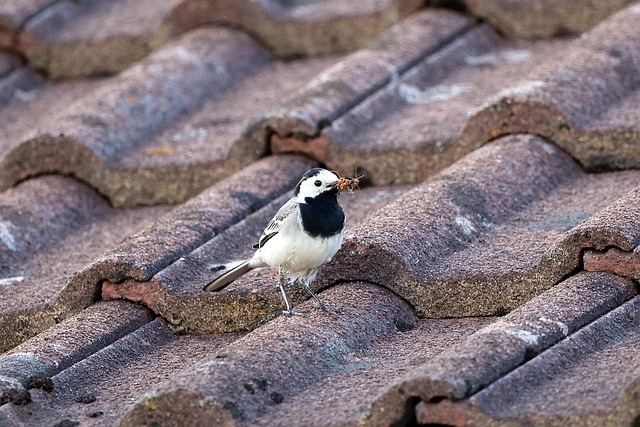 roofline,roof,shingle roof,tile roof,