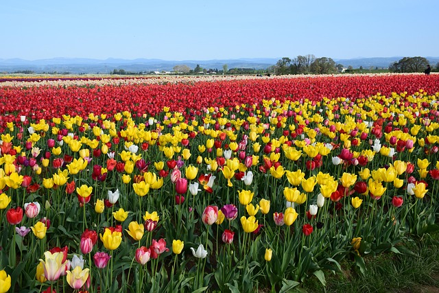 soccer, Oregon Ducks, Oregon, field, team, ball