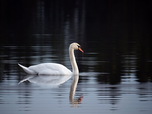 wildlife, coastal, birdwatching, marine, nature, conservation