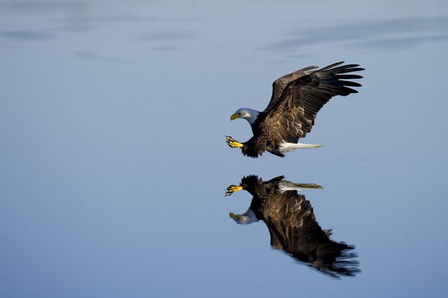 birds, birdwatching, nature, wildlife, binoculars, photography