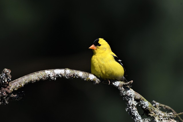 birds, birdwatching, nature, wildlife, binoculars, photography