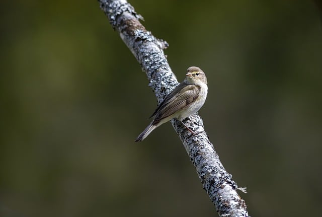birds, birdwatching, nature, wildlife, binoculars, photography