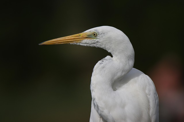 birds, birdwatching, nature, wildlife, binoculars, photography