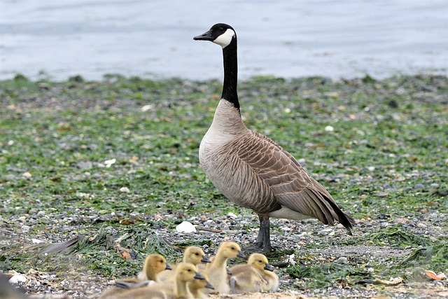 birds, birdwatching, nature, wildlife, binoculars, photography