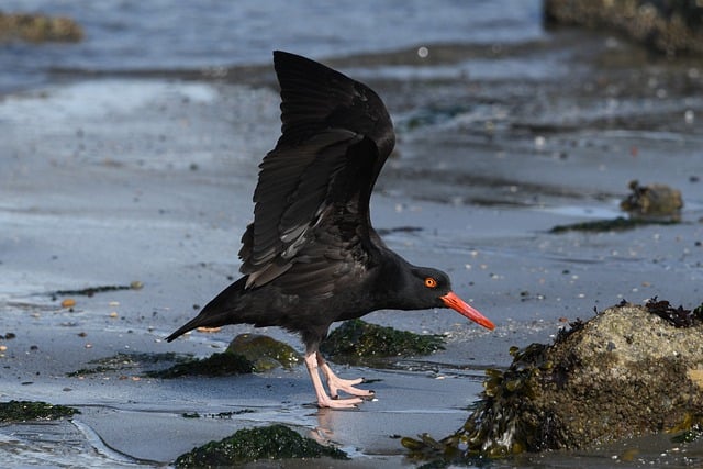 birds, birdwatching, nature, wildlife, binoculars, photography