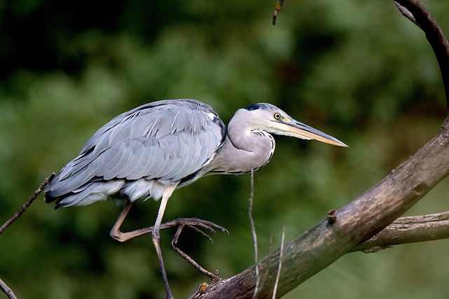 birds, birdwatching, nature, wildlife, binoculars, photography