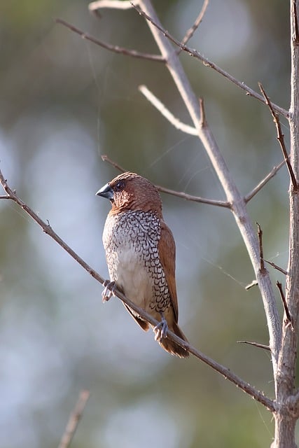 birds, birdwatching, nature, wildlife, binoculars, photography