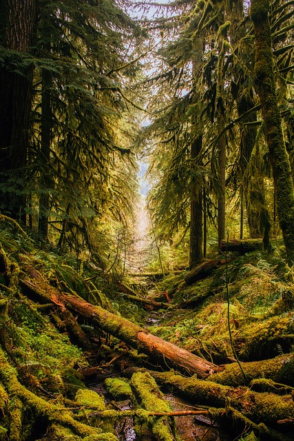 contempt, court, compliance, order, attorney, Oregon