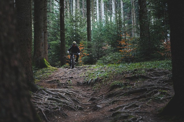 cycling, bike, trail, nature, road, adventure