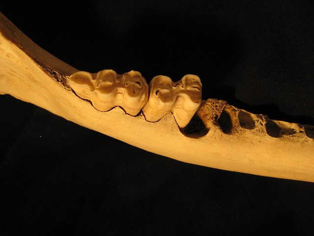 dentistsmilewhite-teeth-640x480-32931097.jpeg