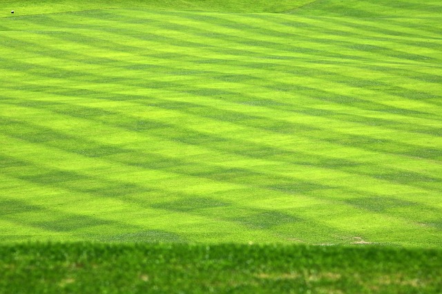 golf, Oregon Ducks, Oregon, course, swing, athlete