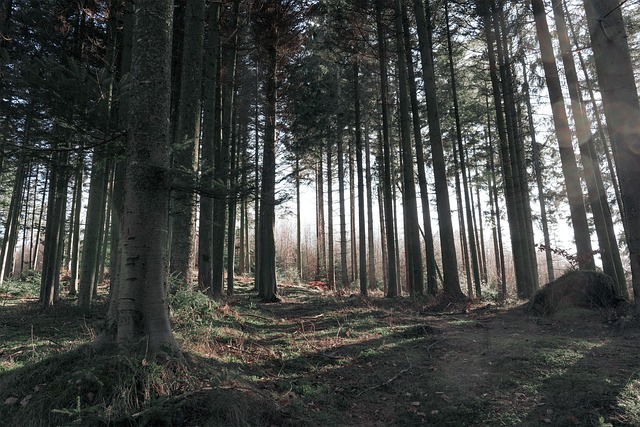 Hiking, Trails, Forest, Mountains, Waterfalls, Nature