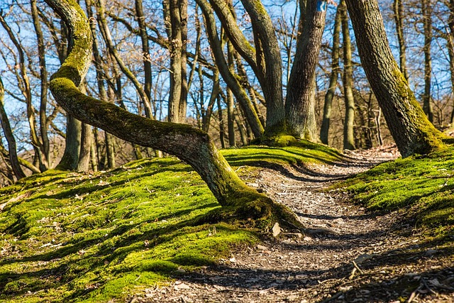 Hiking, Trails, Forest, Mountains, Waterfalls, Nature