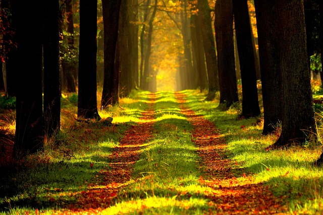 Hiking, Trails, Forest, Mountains, Waterfalls, Nature