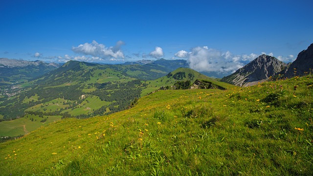 hiking, trails, nature, forest, wildlife, adventure