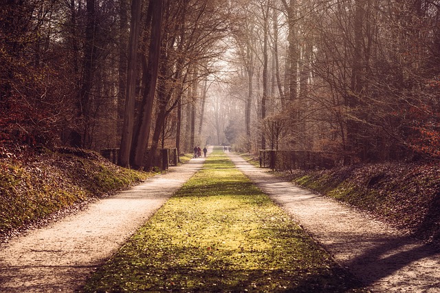 hiking, trails, nature, forest, wildlife, adventure