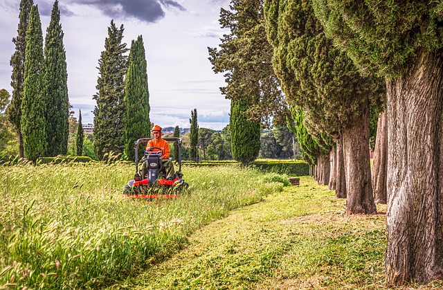 lawn-care-640x480-24696039.jpeg