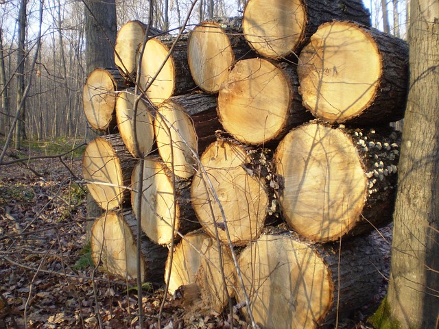 logging-timber-sawmills-forests-oregon-i-640x480-18887901.jpeg