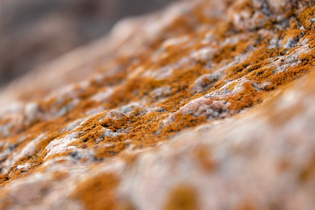 mold, moisture, house, damage, fungus, walls