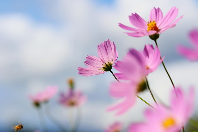 parks-gardens-nature-flowers-trees-green-640x480-14356328.jpeg