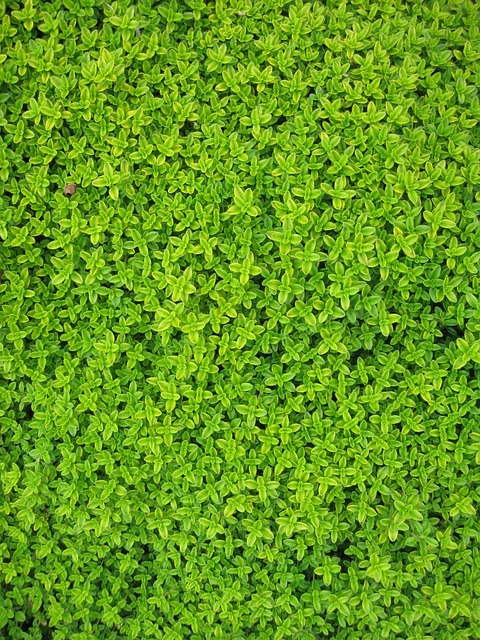 Parks, Gardens, Nature, Flowers, Trees, Greenery