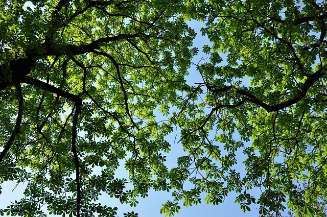 Parks, Gardens, Nature, Flowers, Trees, Greenery