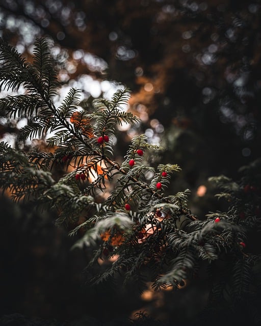 Parks, Gardens, Nature, Flowers, Trees, Greenery