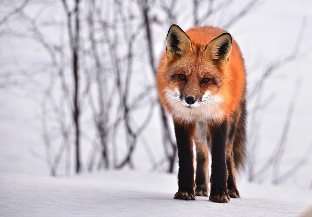 photography, nature, landscape, urban, wildlife, scenic