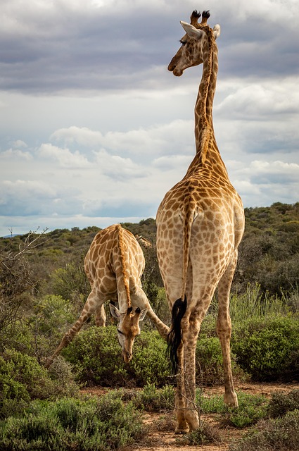 photography, nature, landscape, urban, wildlife, scenic