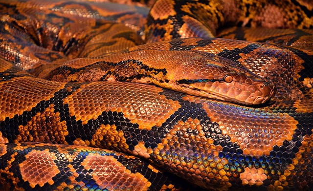 photography, nature, landscape, urban, wildlife, scenic
