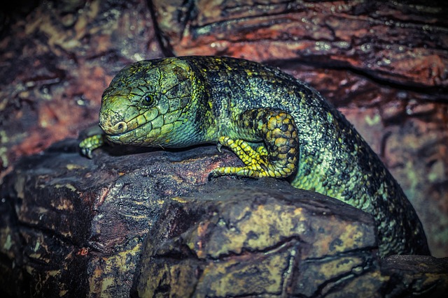 photography, nature, landscape, urban, wildlife, scenic