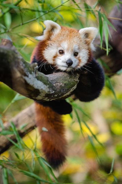 photography, nature, landscape, urban, wildlife, scenic