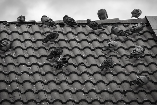 roofline,roof,shingle roof,tile roof,
