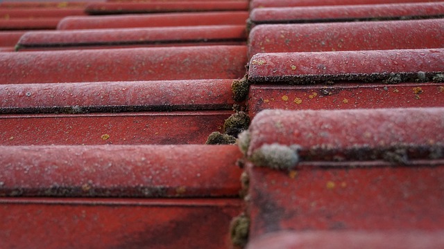 roofline,roof,shingle roof,tile roof,