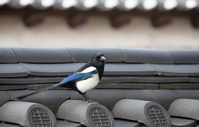 roofline,roof,shingle roof,tile roof,
