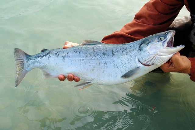 Salmon, fishing, Lane, river, nature, outdoors