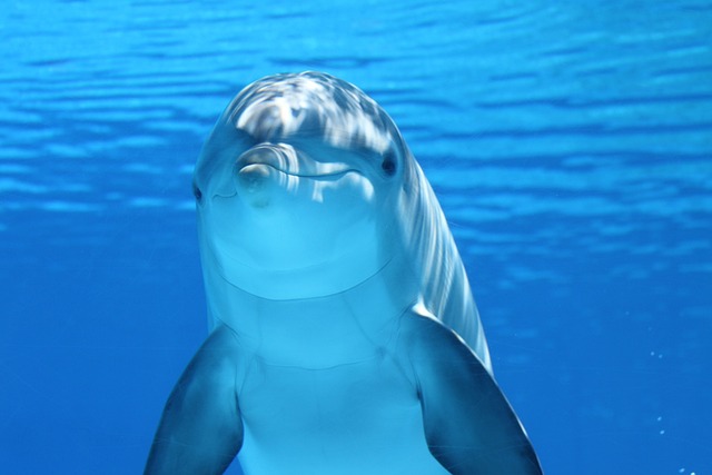 sea lions, caves, ocean, wildlife, marine, geology