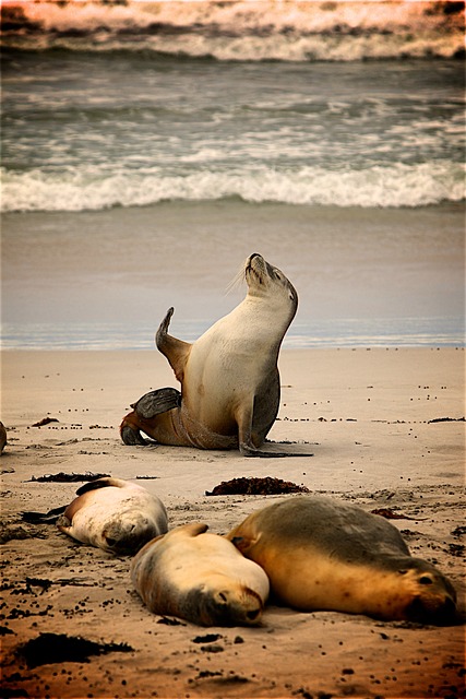 sea lions, caves, ocean, wildlife, marine, geology
