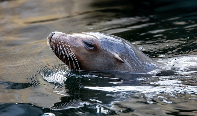 sea lions, caves, ocean, wildlife, marine, geology