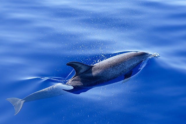 sea lions, caves, ocean, wildlife, marine, geology